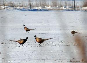 Tips for hunting late-season pheasants