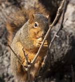 Top Journal Star photos for January