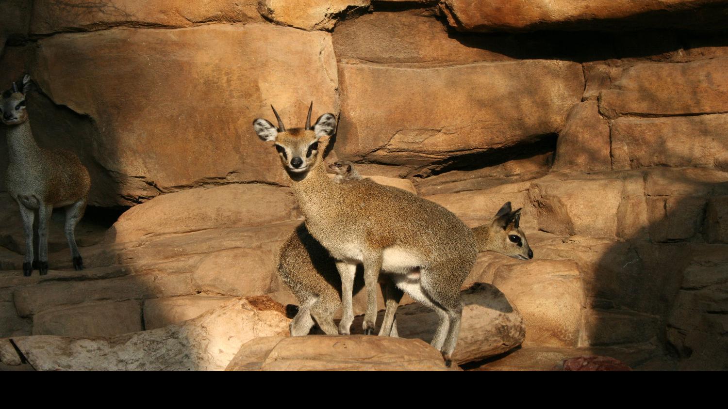 Going Deep Into The Jungle At Omaha S Henry Doorly Zoo And Aquarium Family Journalstar Com