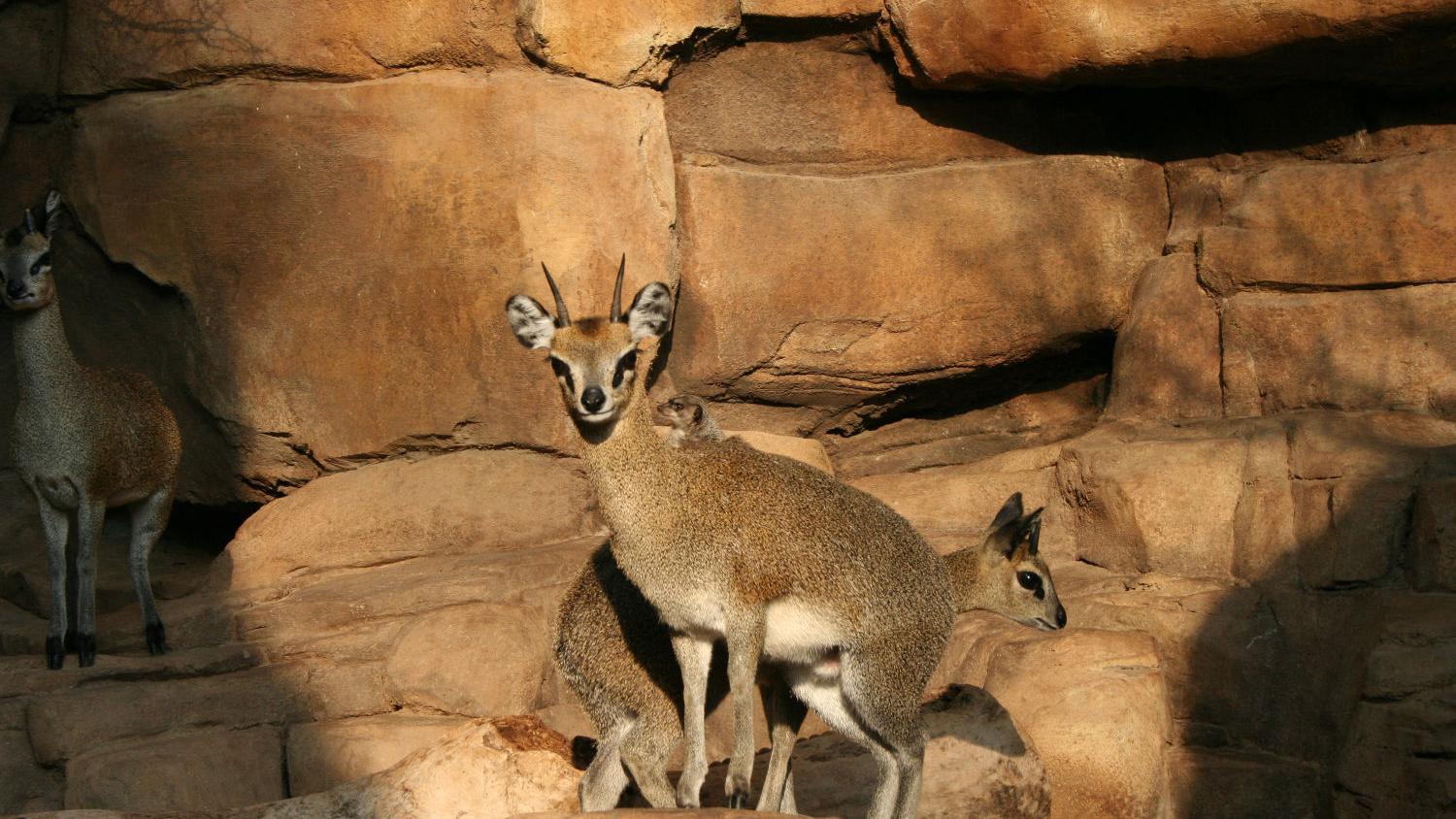 Going Deep Into The Jungle At Omaha S Henry Doorly Zoo And Aquarium Family Journalstar Com