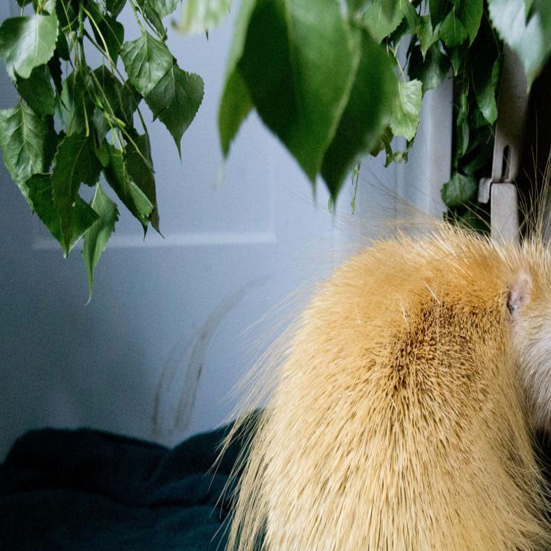 Nebraska Wildlife Rehab Is Bursting At The Seams State Journalstar Com