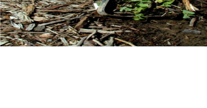 Summer weed control in the vegetable garden