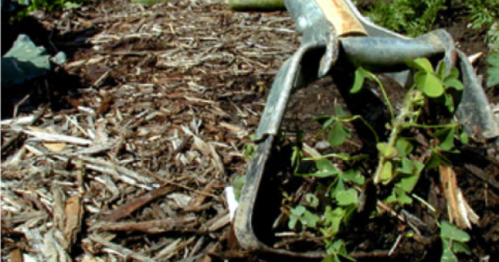 Summer weed control in the vegetable garden