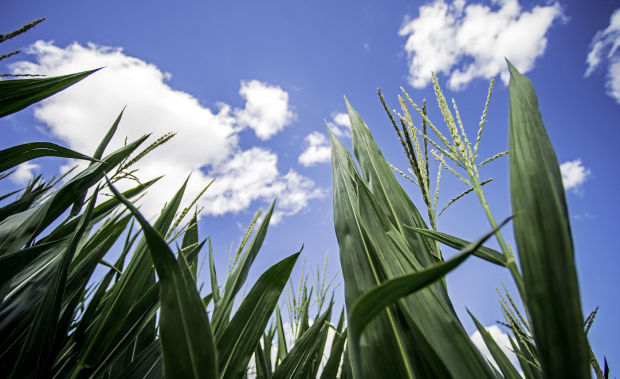 Corn