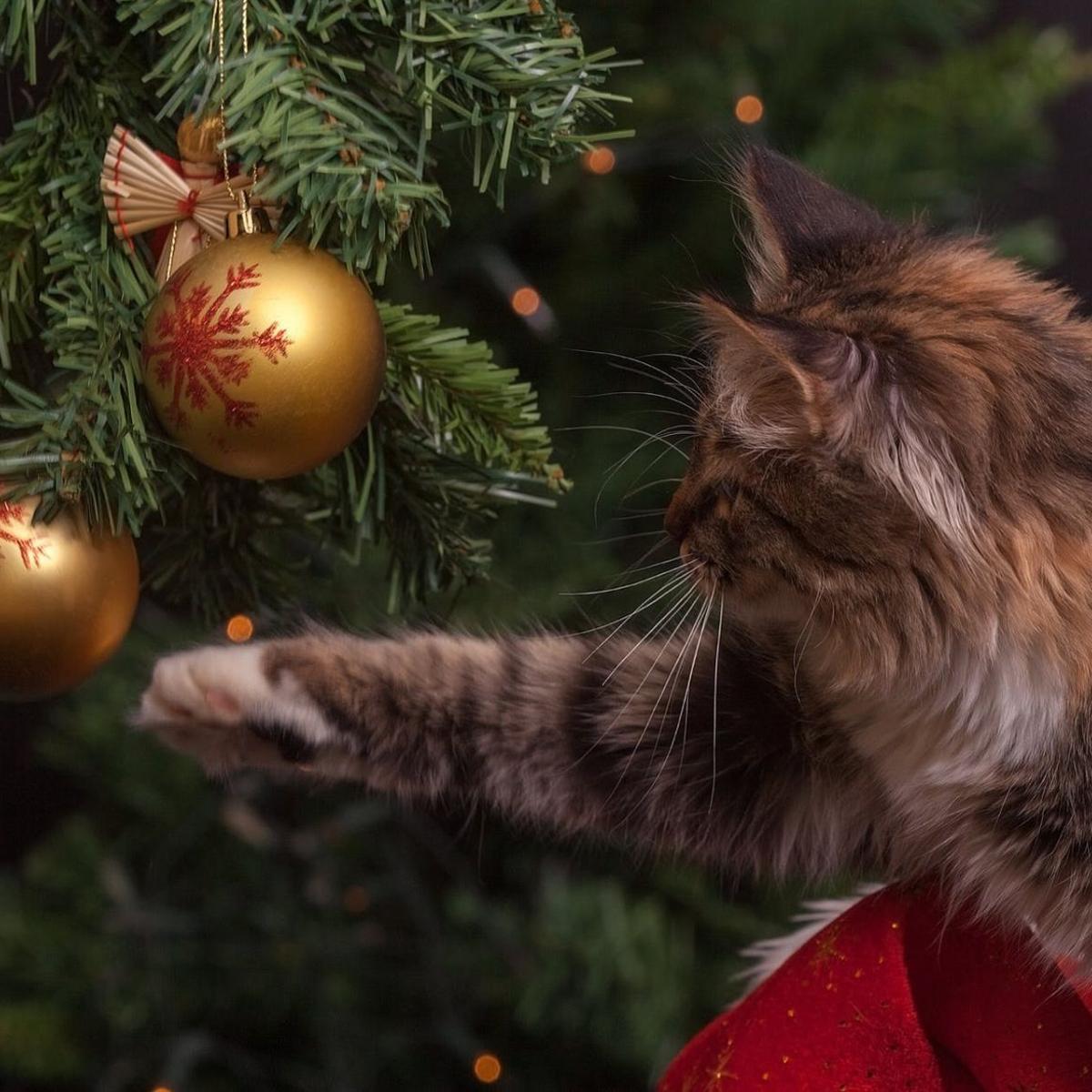 How To Cat Proof Your Christmas Tree Home Garden Journalstar Com Deter Cat From Christmas Tree
