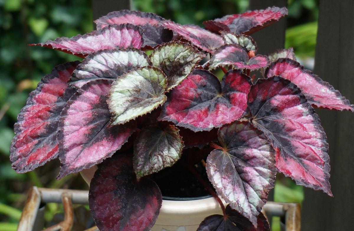 Sarah Browning Adjust Watering For Indoor Plants Home Garden