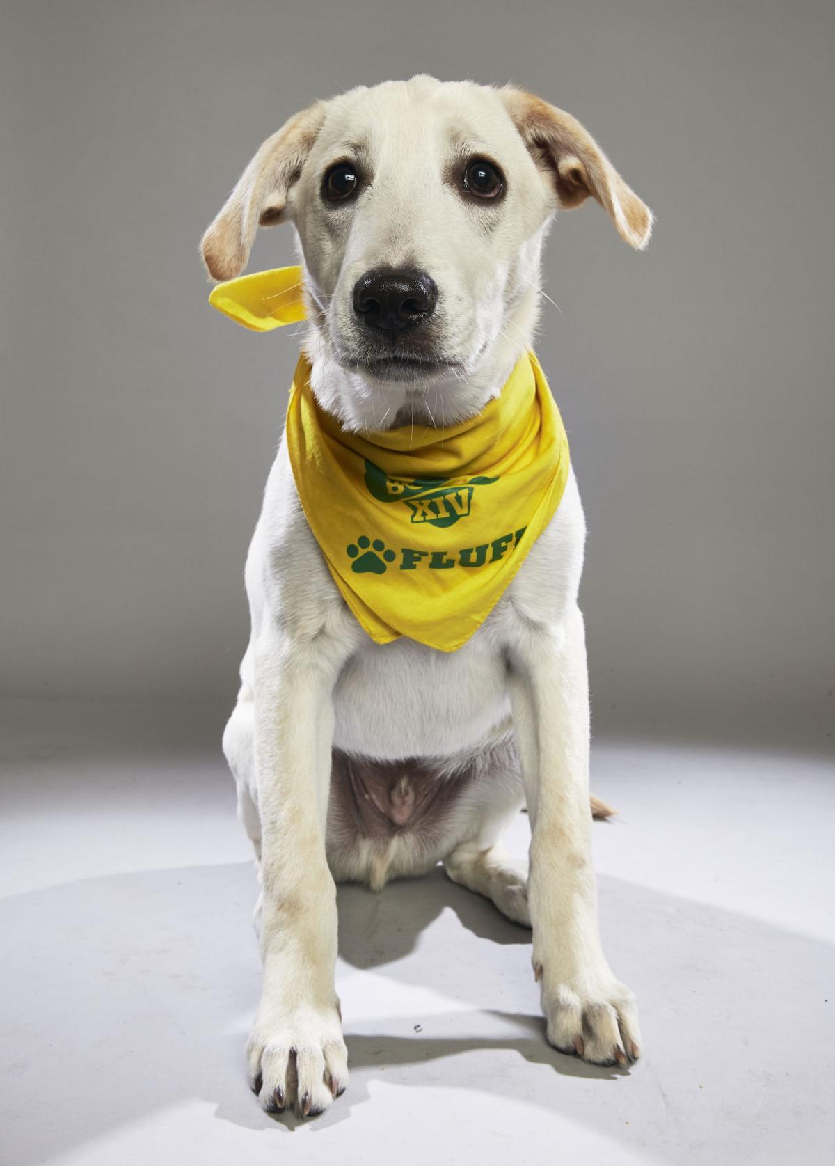 Ruff: Meet the starting lineup in this year's Puppy Bowl | Pets | journalstar.com