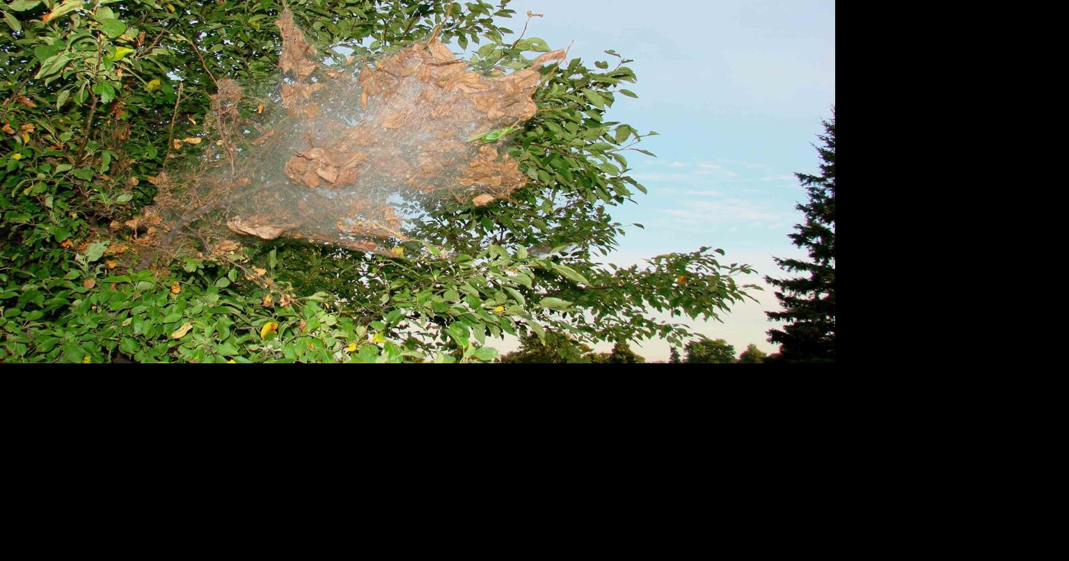 Simply Trees: Fall webworms are already beginning their work