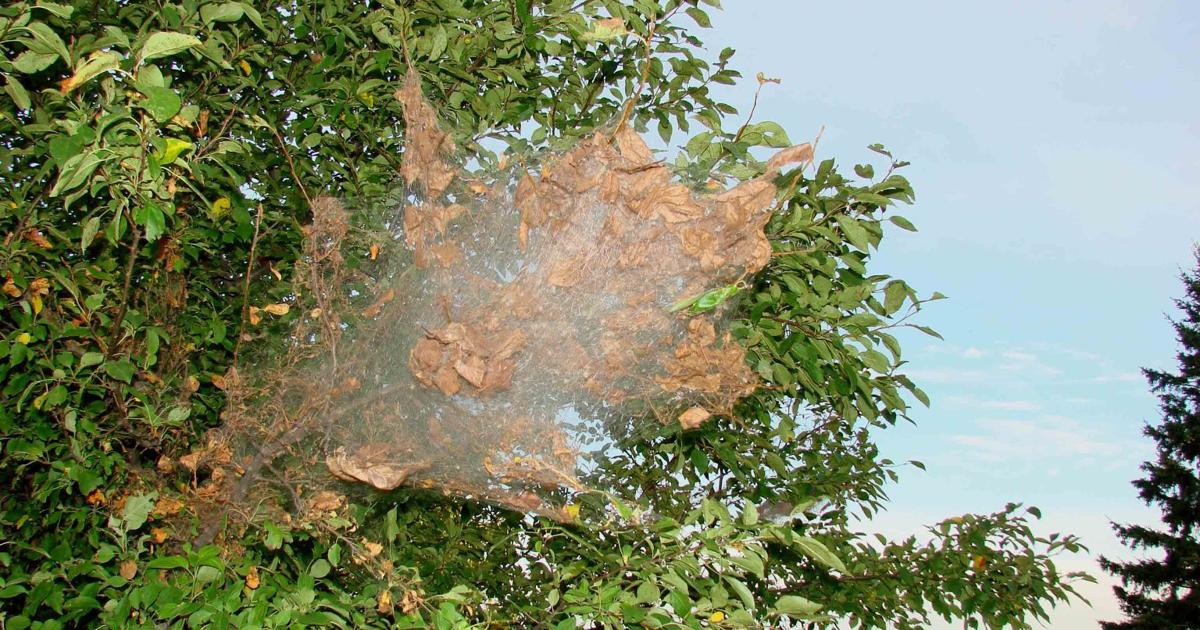 Simply Trees: Fall webworms are already beginning their work