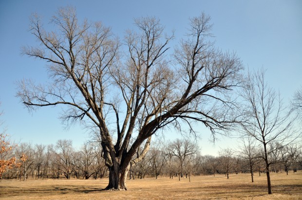 Beatrice decides to show off silver maple tree