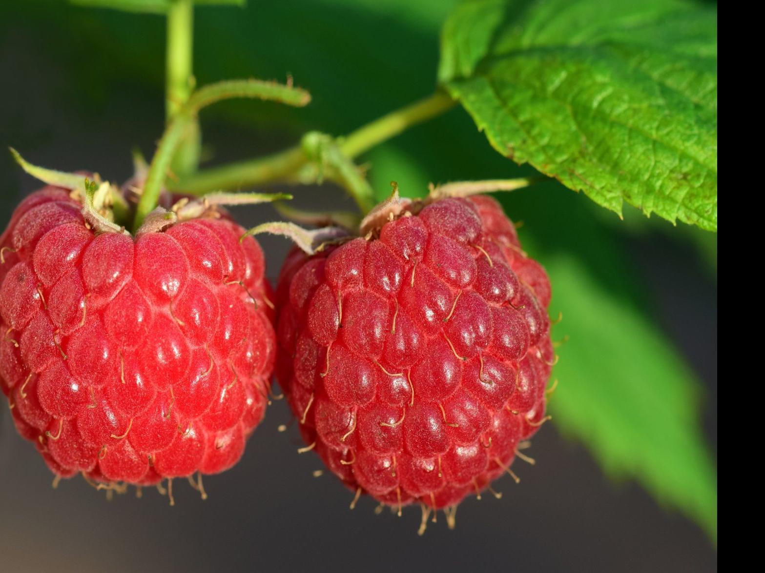 Sarah Browning Careful Pruning Increases Raspberry Yields Home Garden Journalstar Com