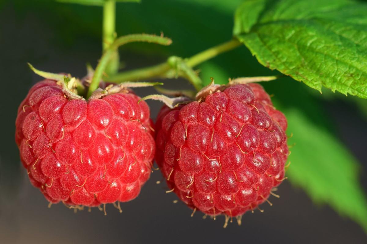 Sarah Browning Careful Pruning Increases Raspberry Yields Home