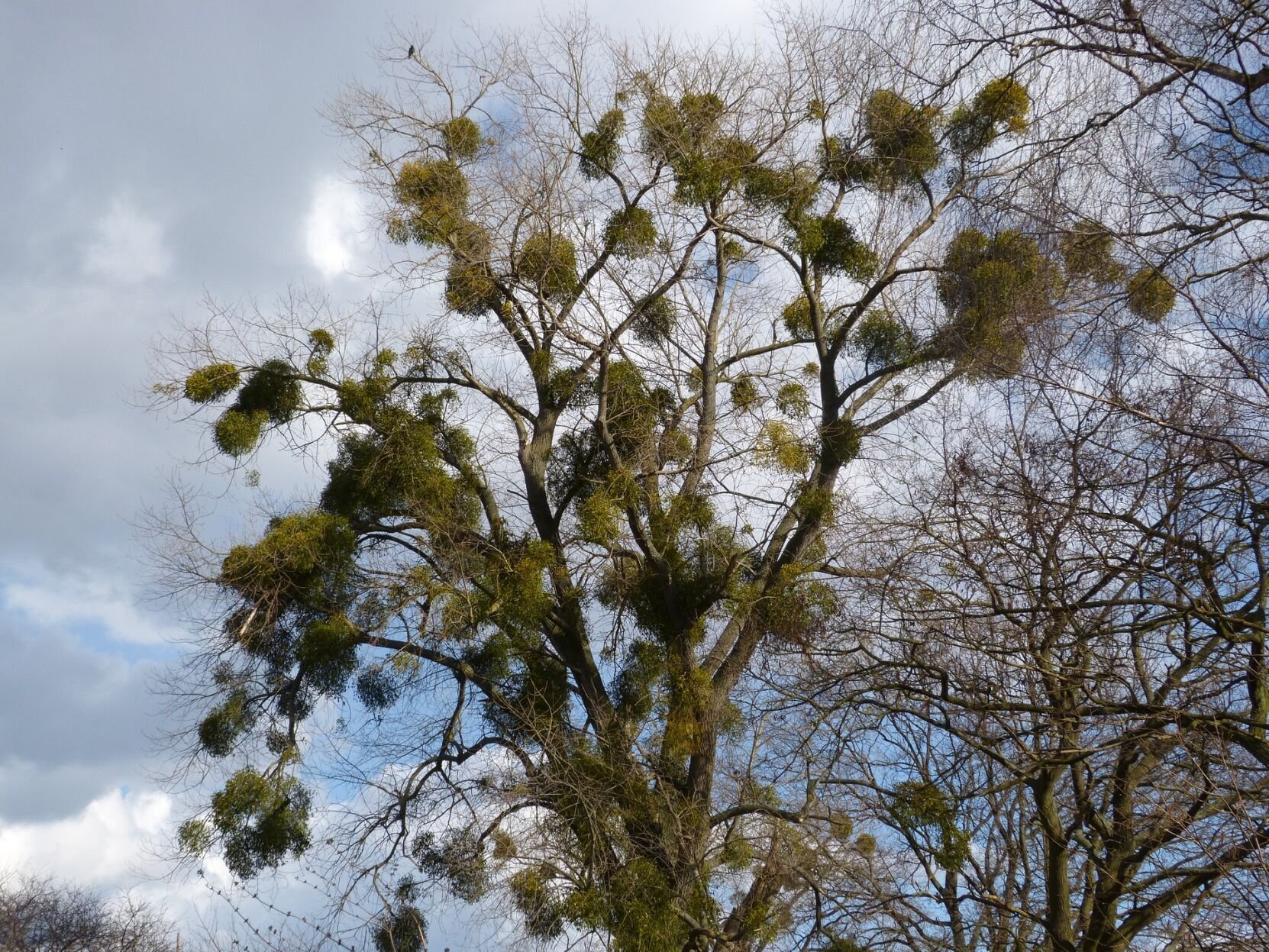 Sarah Browning More to mistletoe than the kissing