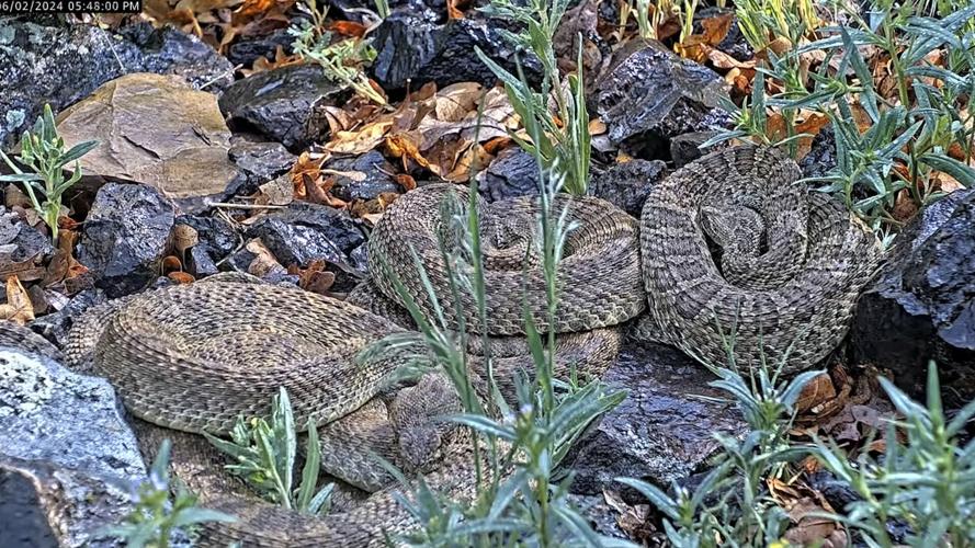 Webcam monitors rattlesnakes at Colorado 'mega den'