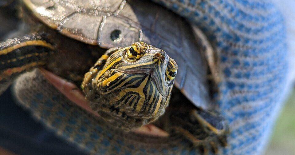 UNL research identifies drought's effects on painted turtles - Vimarsana News