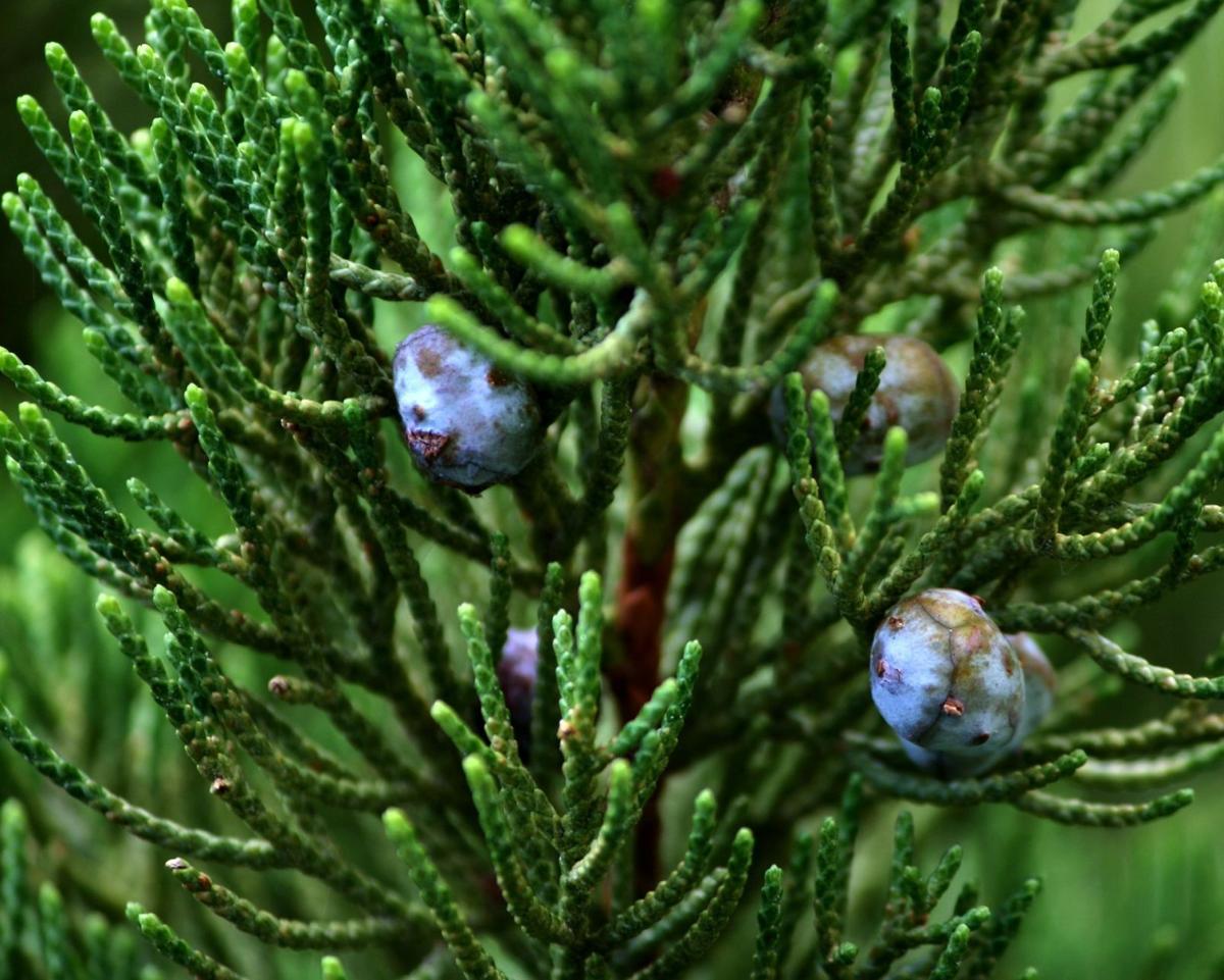 juniper