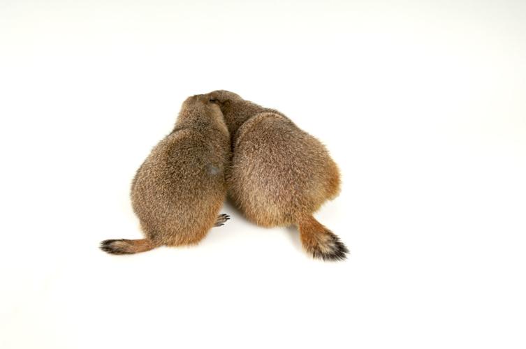 Black-tailed prairie dog