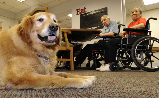 Carol the therapy dog