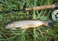 Tiger trout