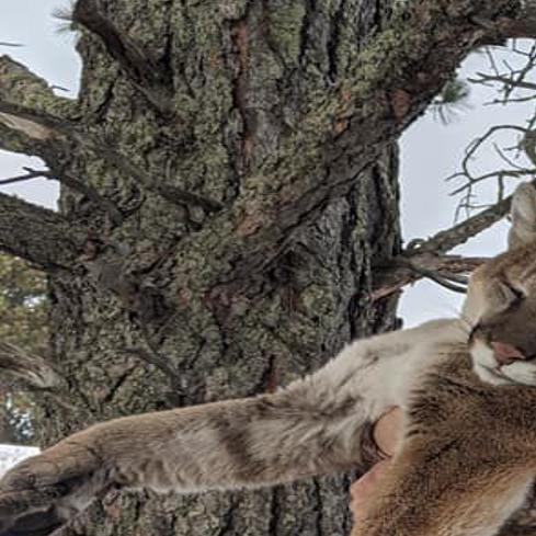First Mountain Lion Of 2020 Hunting Season Taken South Of Chadron