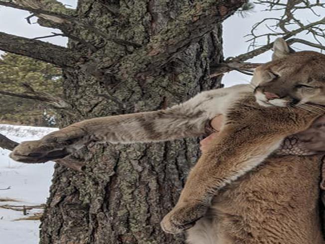 First Mountain Lion Of 2020 Hunting Season Taken South Of Chadron Nebraska News Journalstar Com