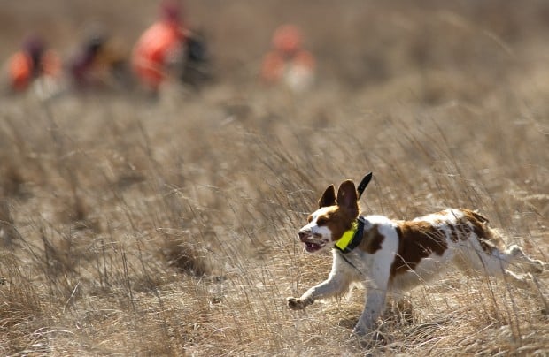 Akc best sale hunting dogs