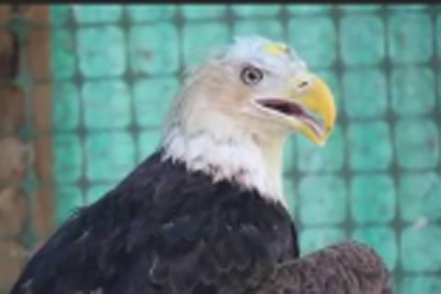 Into the wild Grammy winner to release bald headed eagle