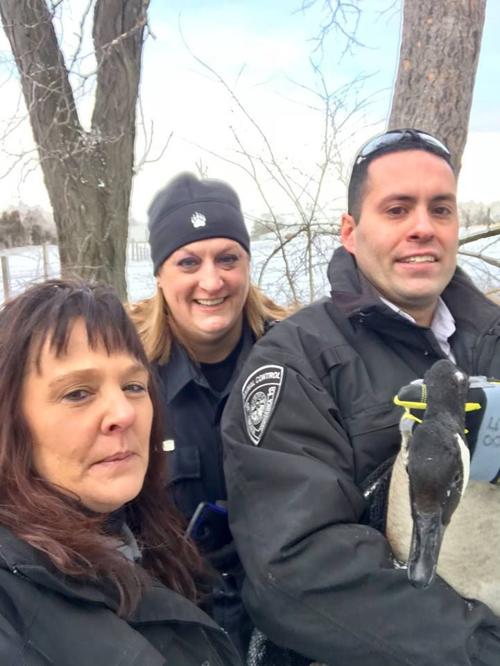 Animal Control Lincoln Police Rescue Goose With Injured Wing At