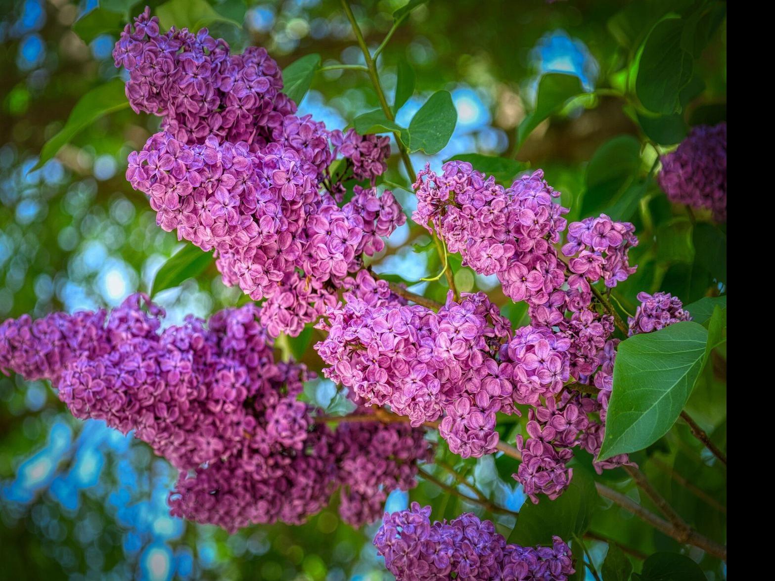 Sarah Browning: How to prune lilacs to keep the flowering ...