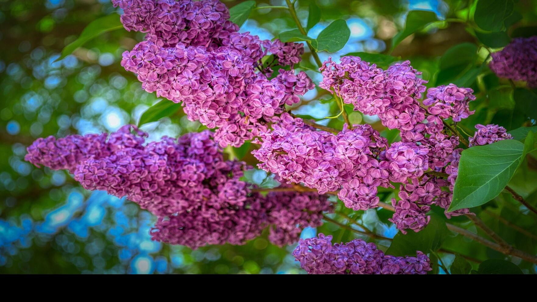 Sarah Browning: How to prune lilacs to keep the flowering ...