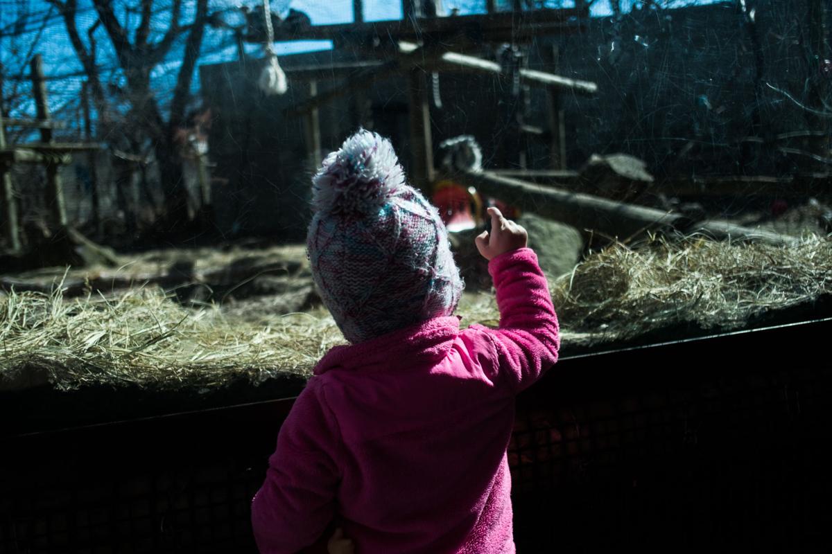 Photos: Lincoln Children's Zoo | Photo galleries | journalstar.com