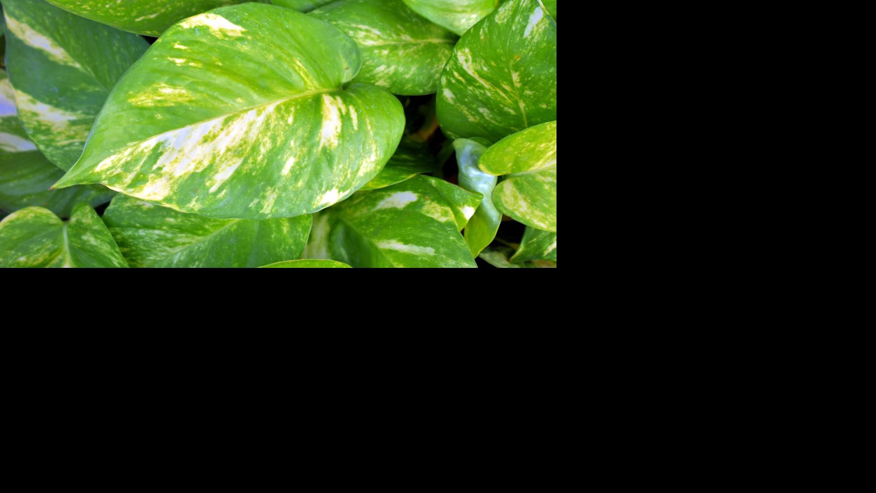 Sarah Browning: Humidity will help plants and people | Home & Backyard garden