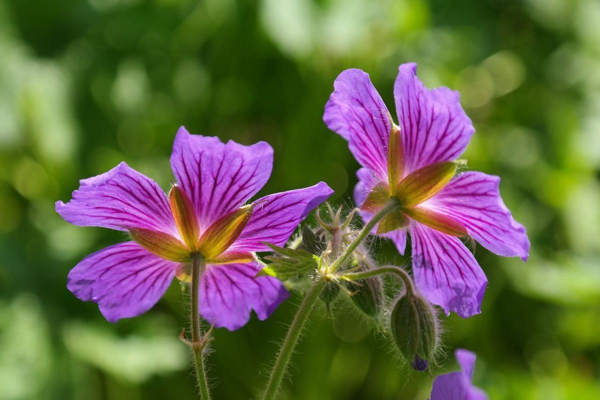 Perennial geraniums make great ground cover plants Home and Garden
