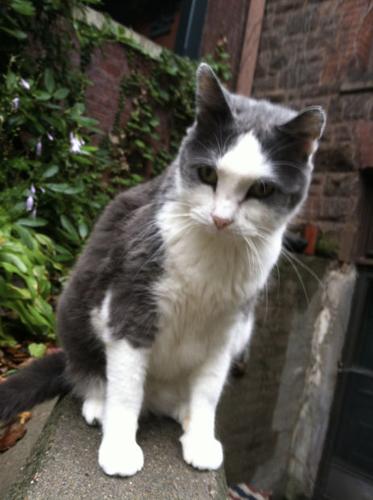 Cat killed by police dog