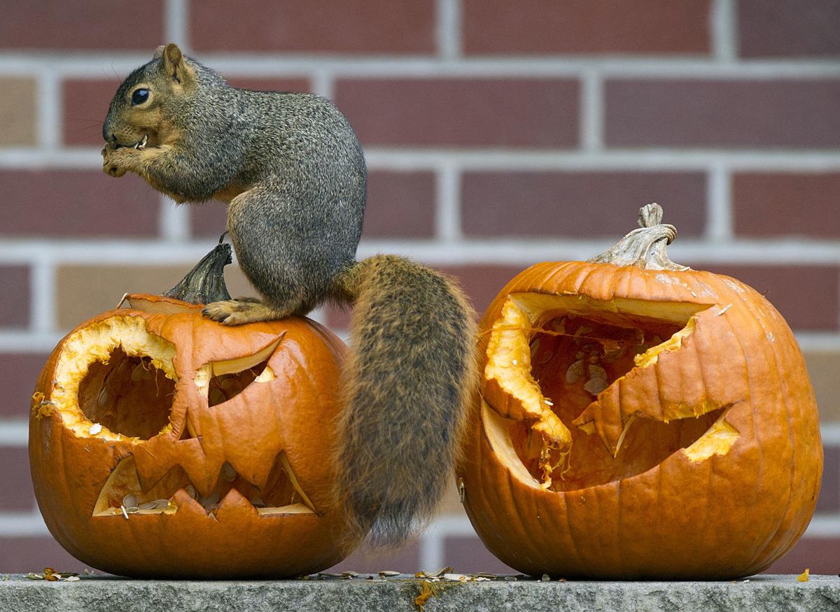 Want To Get Rid Of Your Decaying Pumpkins Donate For Composting On Sunday Home Garden Journalstar Com