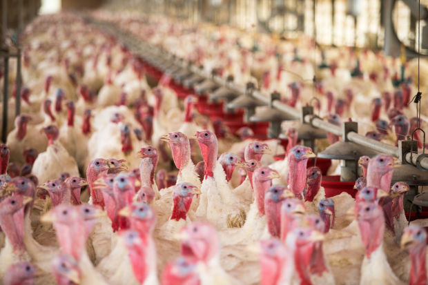 Turkeys in the chute