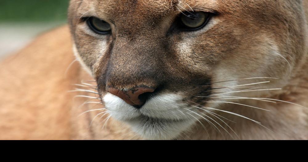 Nebraska expands mountain lion hunting into Niobrara Valley — but not