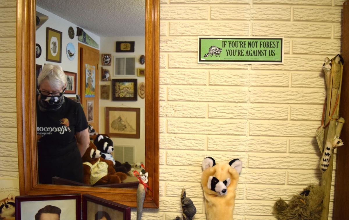 Raccoons