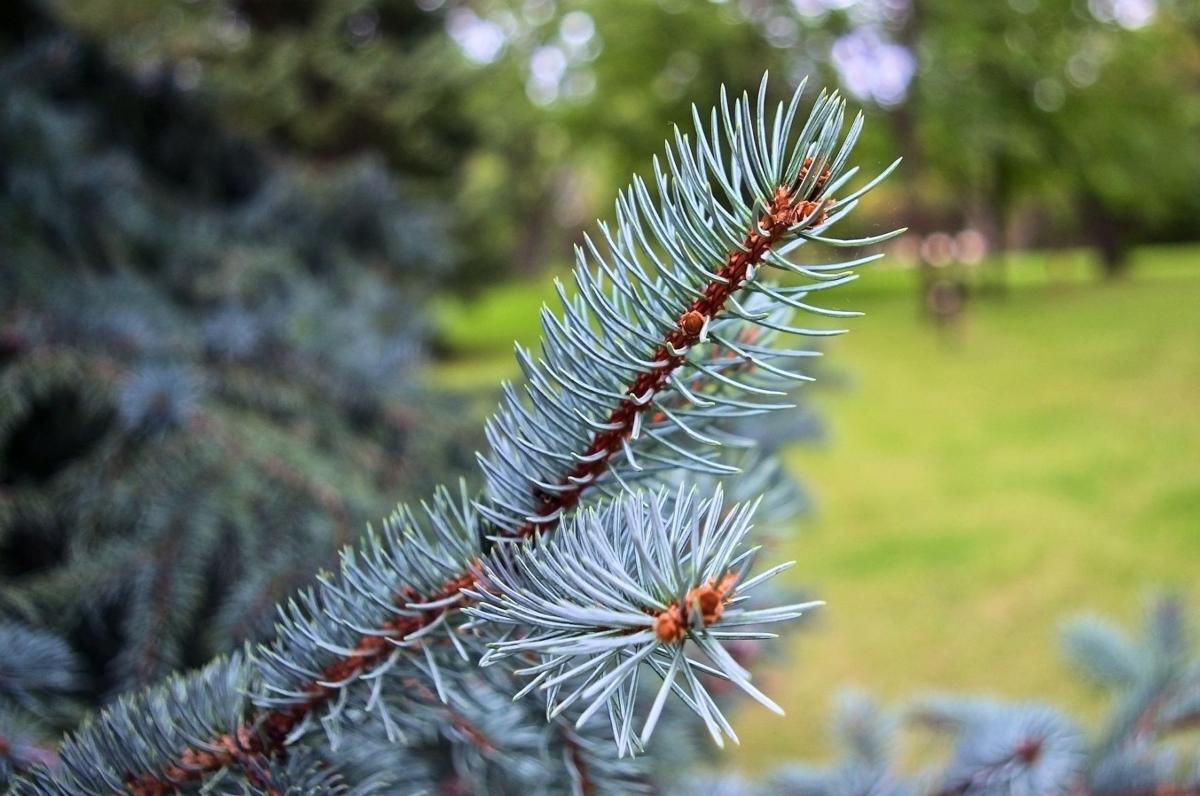 blue spruce