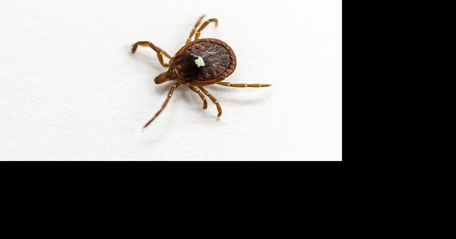 Two tick-borne diseases detected in Nebraska