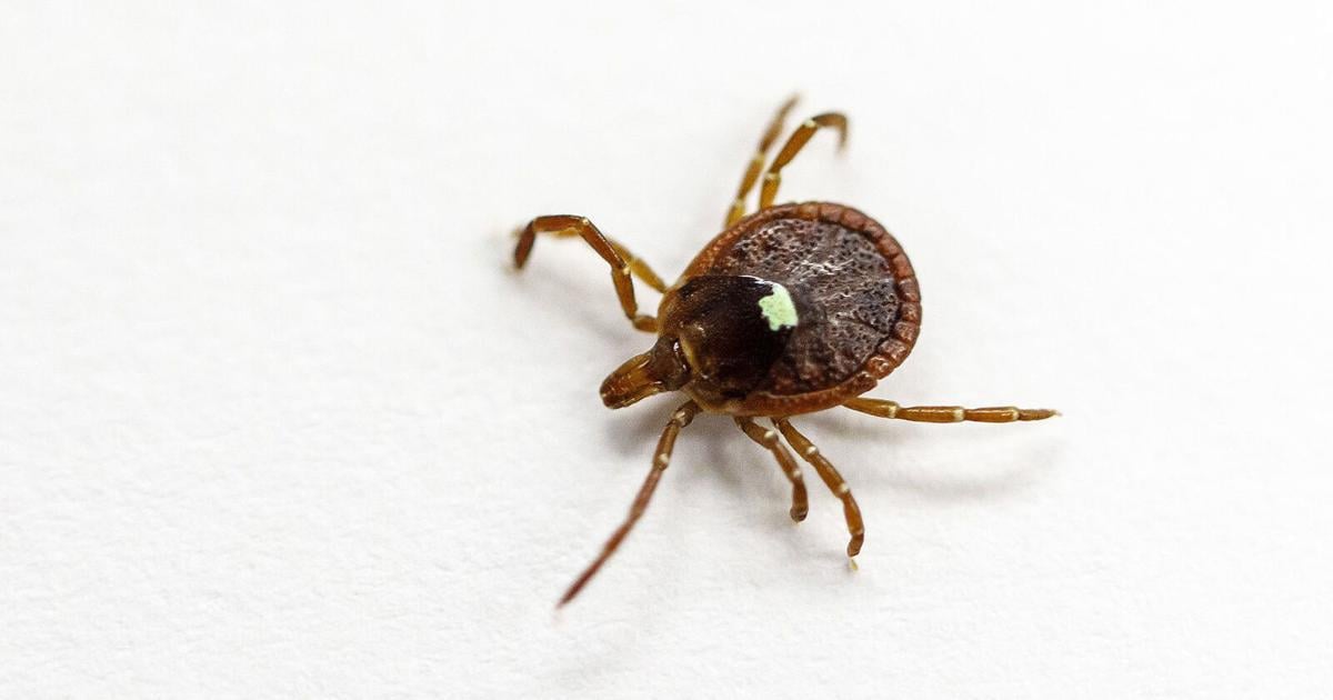 Two tick-borne diseases detected in Nebraska