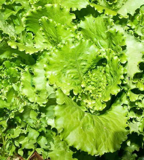 Lettuce