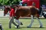 A1 optional Budweiser Clydesdales arriving at the Mississippi Valley Fairgrounds