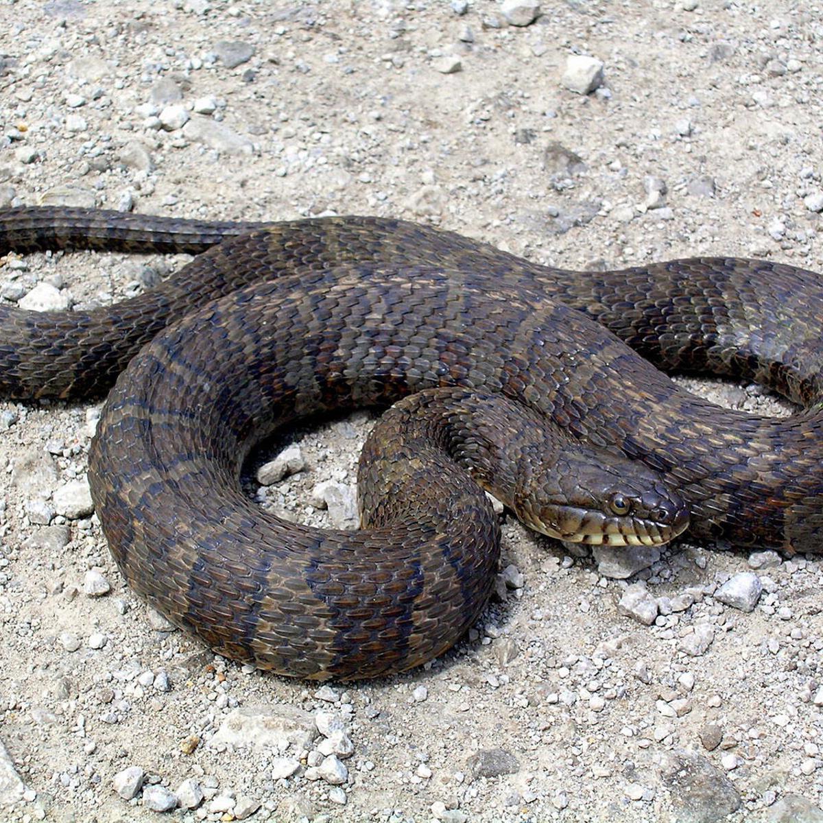 Baby Water Moccasin Snake Identification 7 58df4bbe13cb3.image