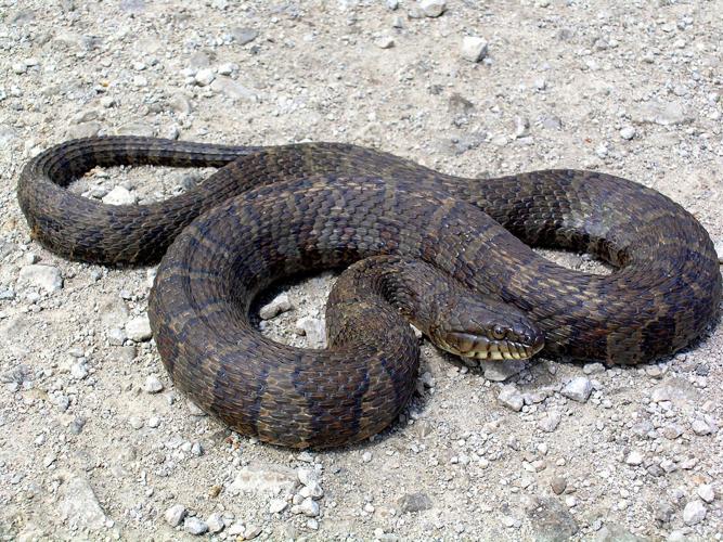 black water moccasin snake