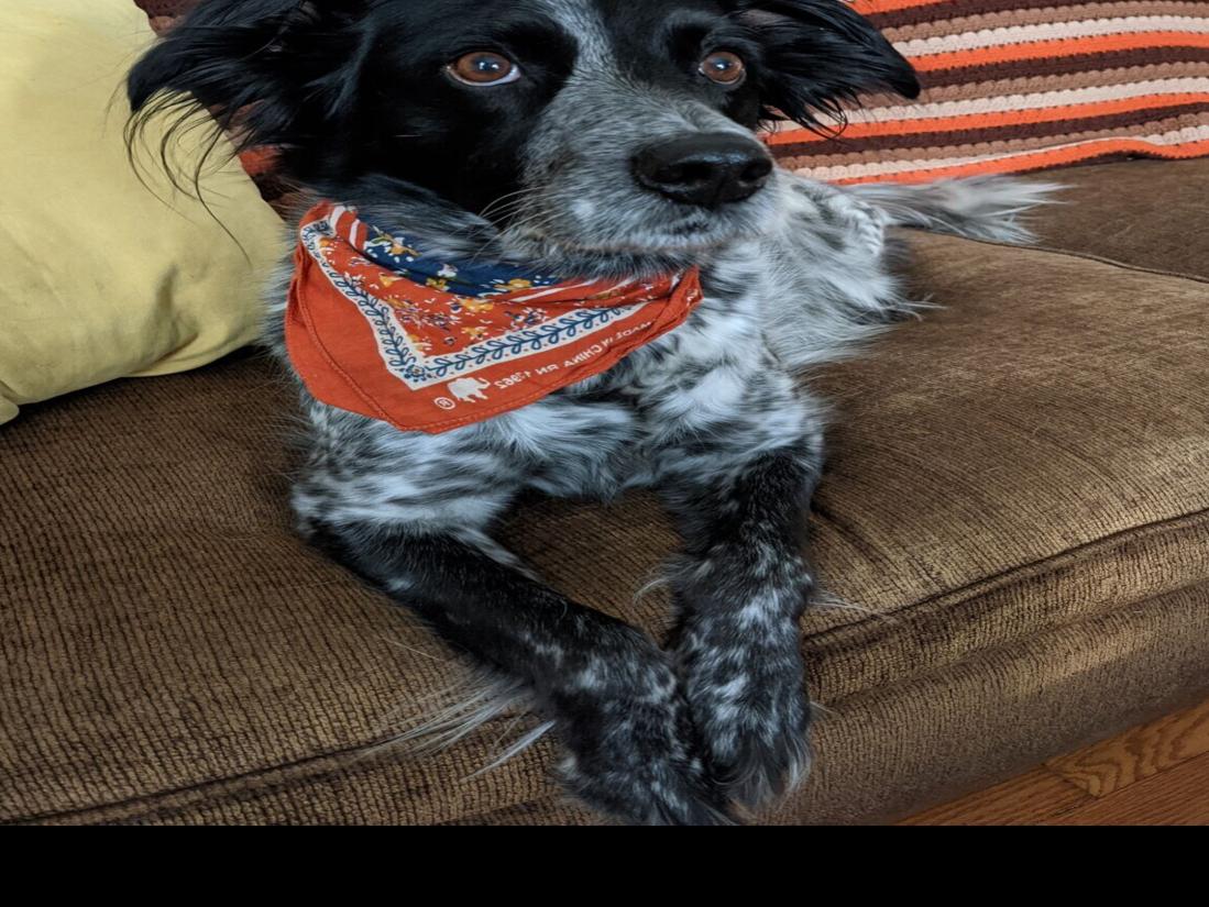 omaha dog park injures pet