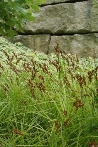 Carex - muskumensis