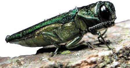 Green ribbons mark trees at risk for ash borer invasion