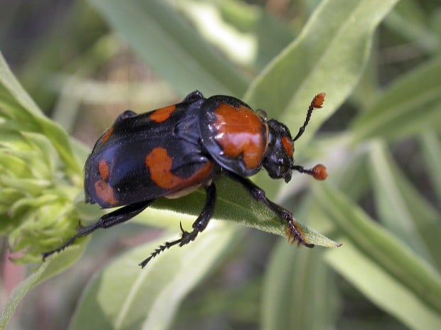 American burying beetle