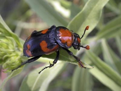 American burying beetle